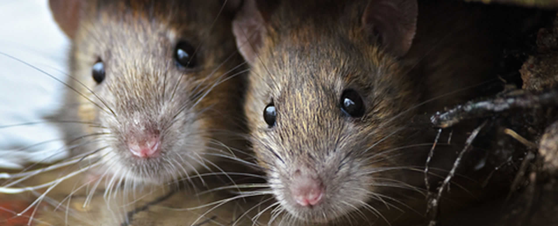 Muerte de Chino a causa de hantavirus desata pánico en redes sociales