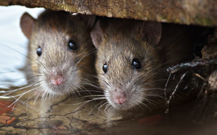 Muerte de Chino a causa de hantavirus desata pánico en redes sociales