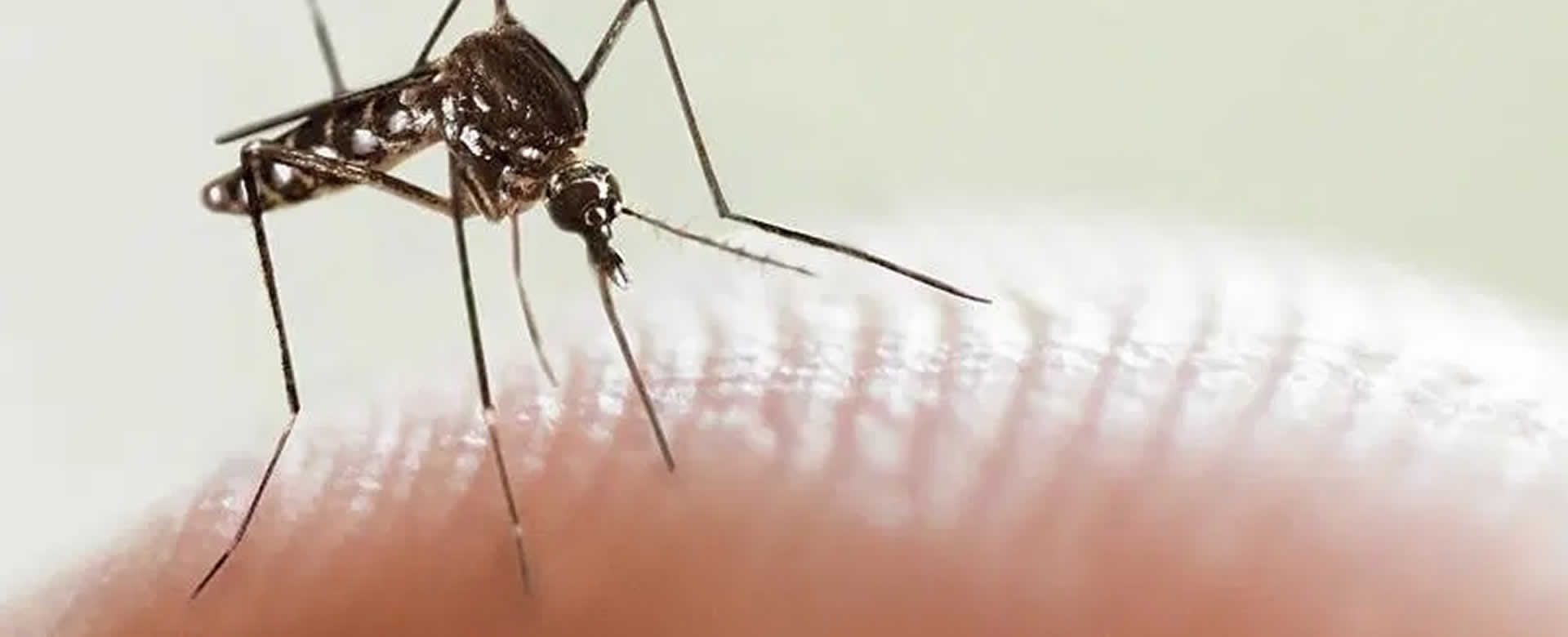 Argentina en alerta, tras registrar más de 7 mil casos confirmados de dengue