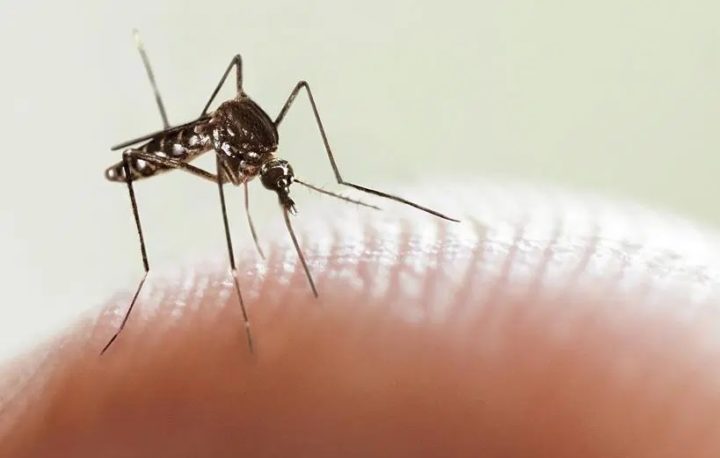 Argentina en alerta, tras registrar más de 7 mil casos confirmados de dengue