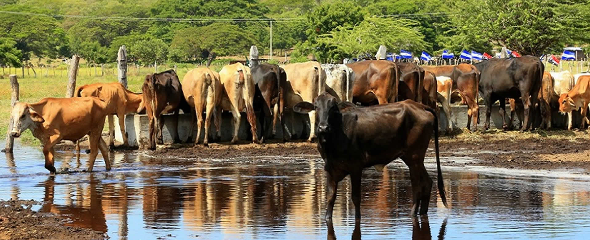 Producción de carne bovina creció 13% en este trimestre