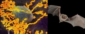 OMS: El Coronavirus tuvo su origen en los murciélagos
