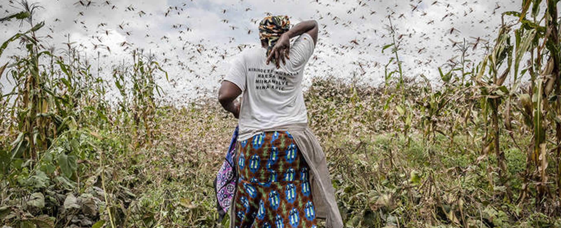 Alerta en África ante inundaciones, plaga de langostas y el COVID-19