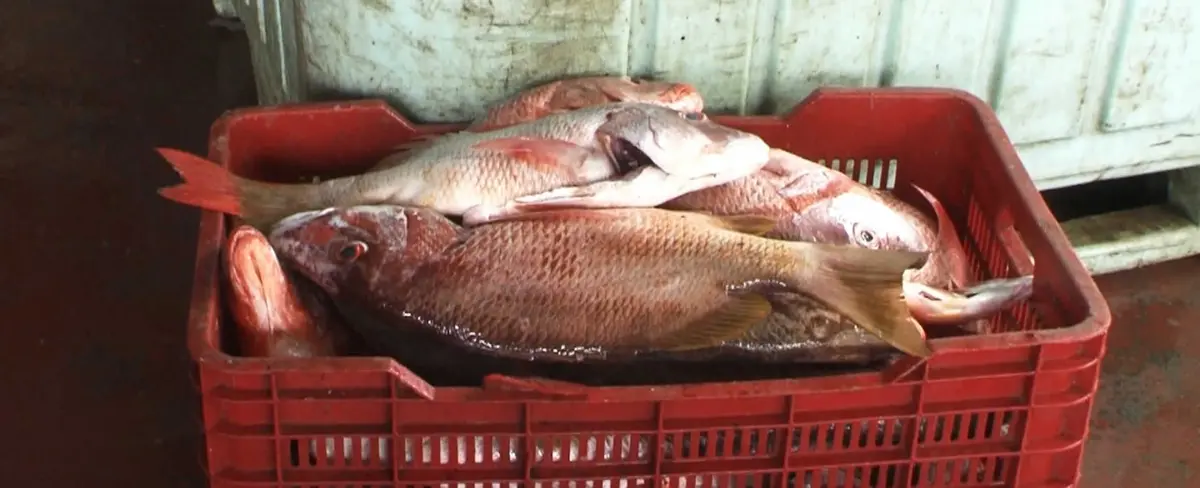 Mariscos mantienen precios en los mercados de Nicaragua