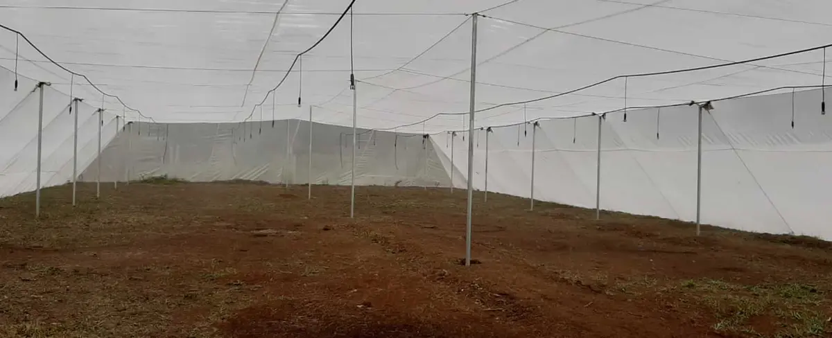 Masatepe producirá más 100 mil plantas en nuevo invernadero de cítricos