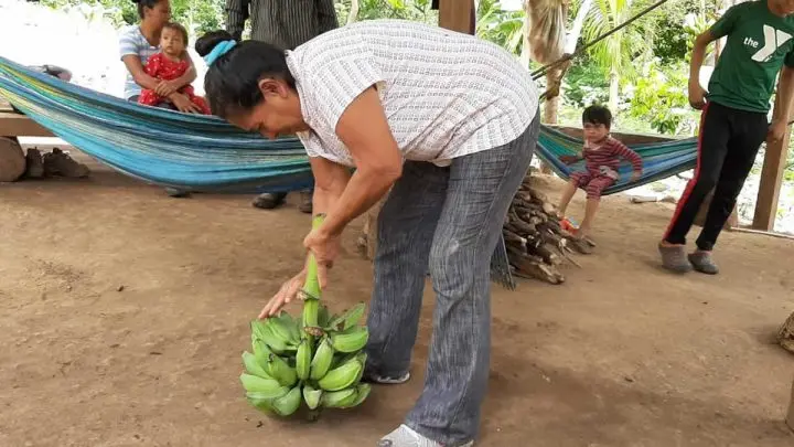Agricultora María Elena Cruz con su cosecha de platanos.