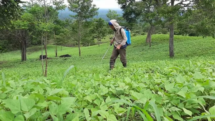 Agricultor fumiga su cosecha.