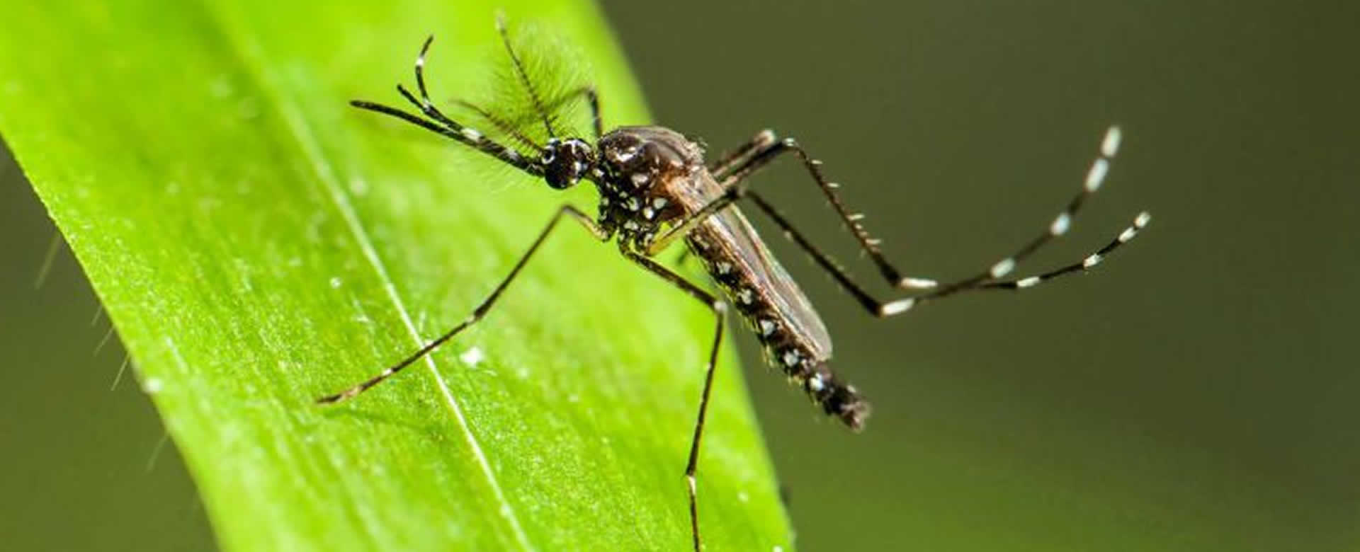 América Latina pone mayor atención al COVID-19 mientras otras epidemias avanzan