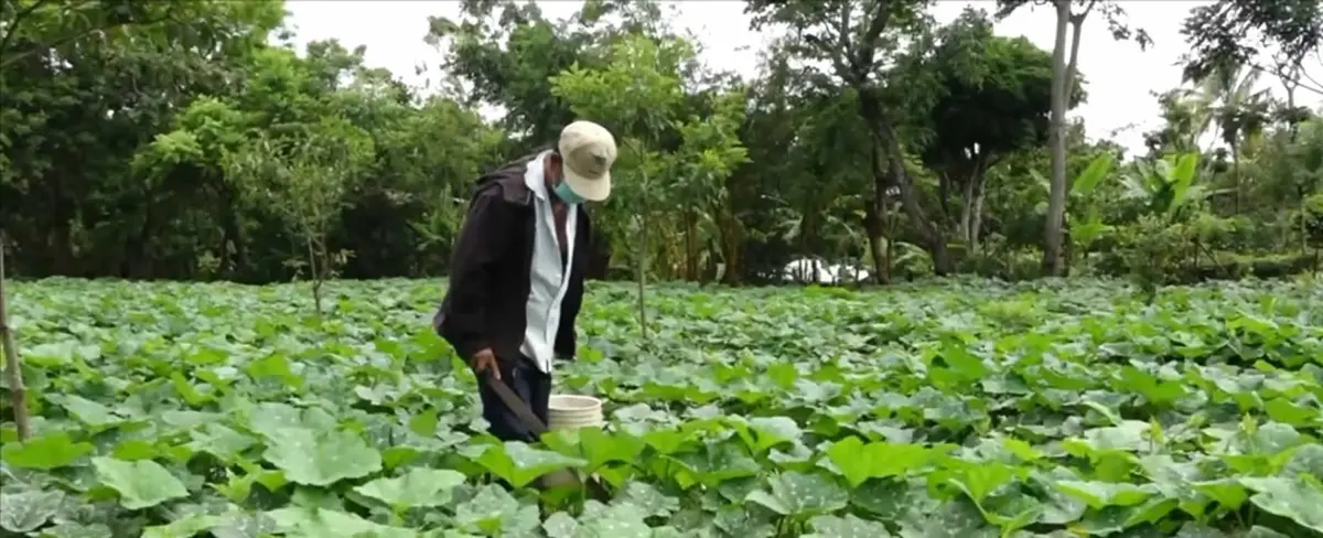 Catarina: Tierra de agricultores, ejemplo de trabajo