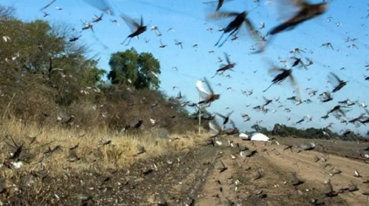 Plaga de langostas en Aregentina