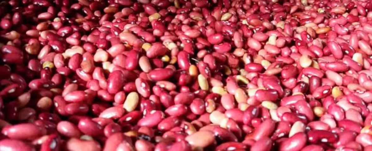 Frijoles rojos y queso a precios rebajados en mercados nicaragüenses