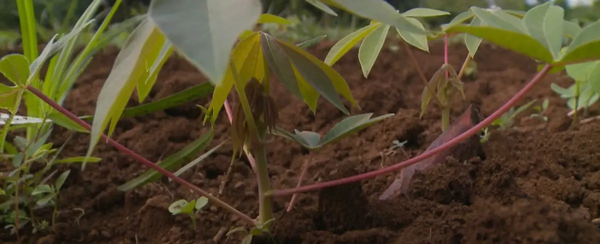 Patios Saludables aportan a la proyección de nuevos productores en Nicaragua