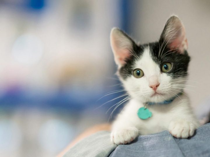 Medicamento para gatos podría combatir el COVID-19