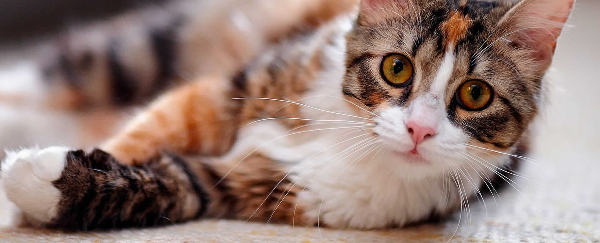 Estudio revela que los gatos pueden reconocer nombres y caras de los humanos