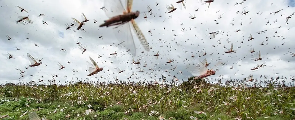En medio de la pandemia Brasil declara emergencia por plaga de langostas