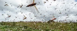 En medio de la pandemia Brasil declara emergencia por plaga de langostas
