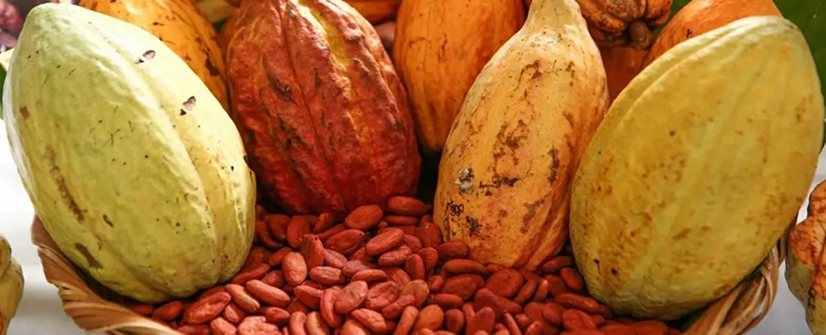 Protagonistas invitan a la Feria del Cacao este fin de semana