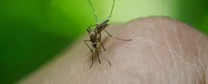 Nueva cepa africana del zika, otra epidemia que amenaza a Brasil