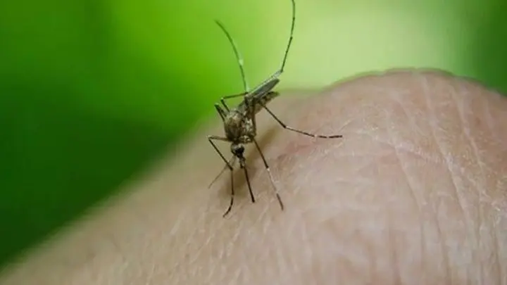 Nueva cepa africana del zika, otra epidemia que amenaza a Brasil