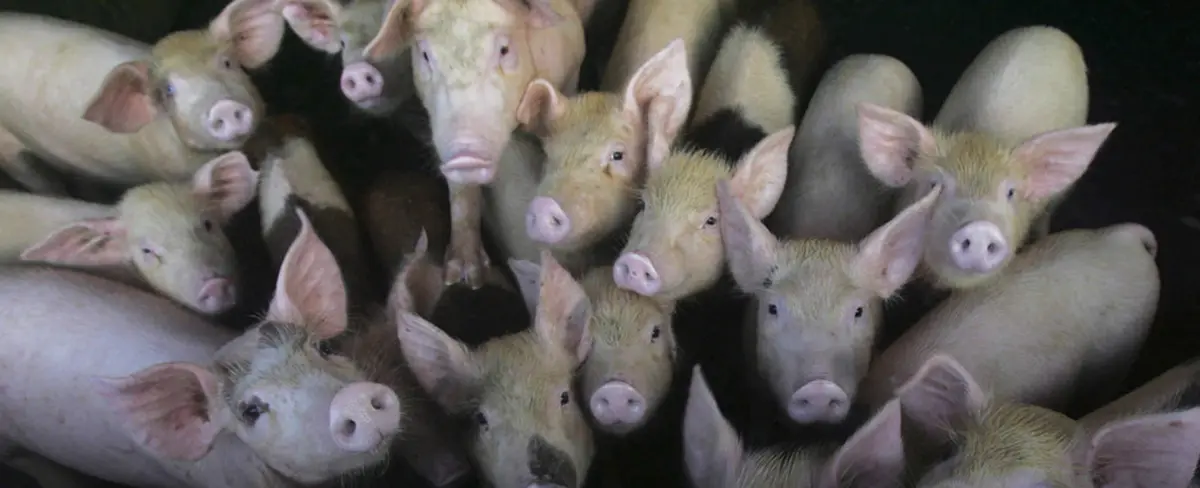 Científicos de China alertan sobre una cepa contagiosa de gripe porcina