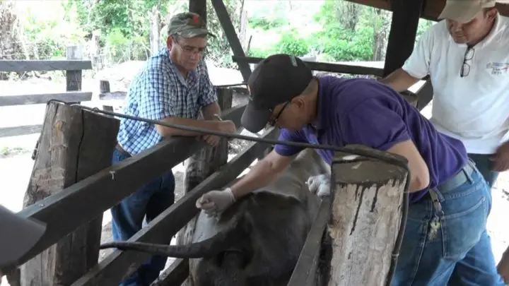 Nicaragua fortalecerá la producción de leche en bovinos
