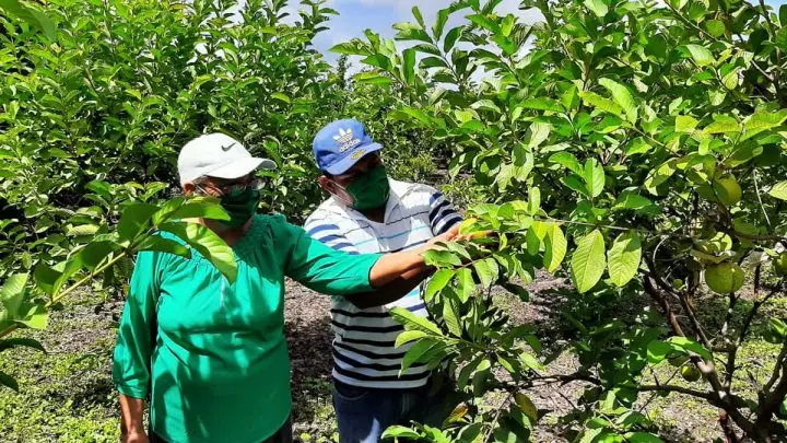 María Delia Parra, productora de guayaba en El Jicaral, León