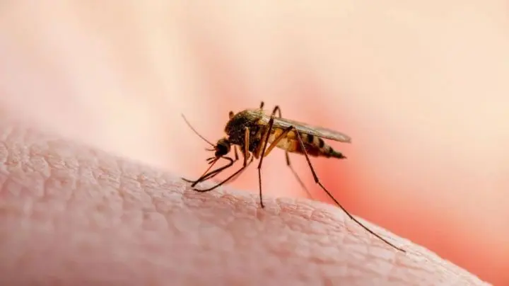Zancudo pica y transmite el dengue 