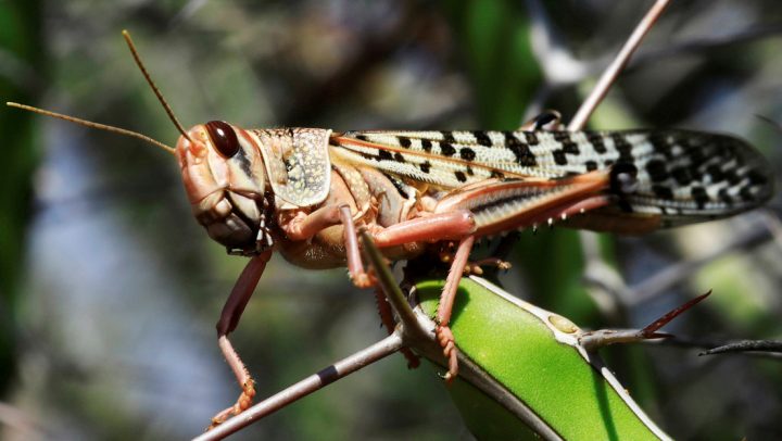 Emiten alerta en Centroamérica por plaga de langostas
