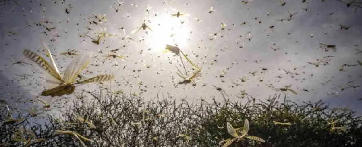 Emiten alerta en Centroamérica por plaga de langostas