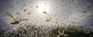 Emiten alerta en Centroamérica por plaga de langostas
