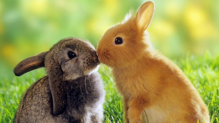 Conejos se demuestran amor