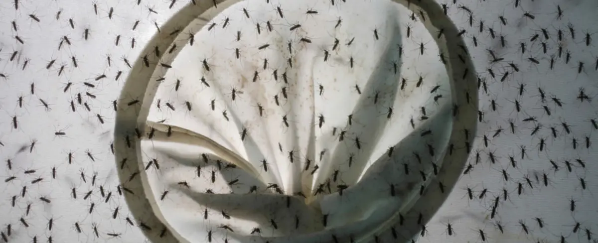 China reporta un caso de dengue y uno de peste bubónica en 24 horas
