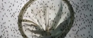 China reporta un caso de dengue y uno de peste bubónica en 24 horas