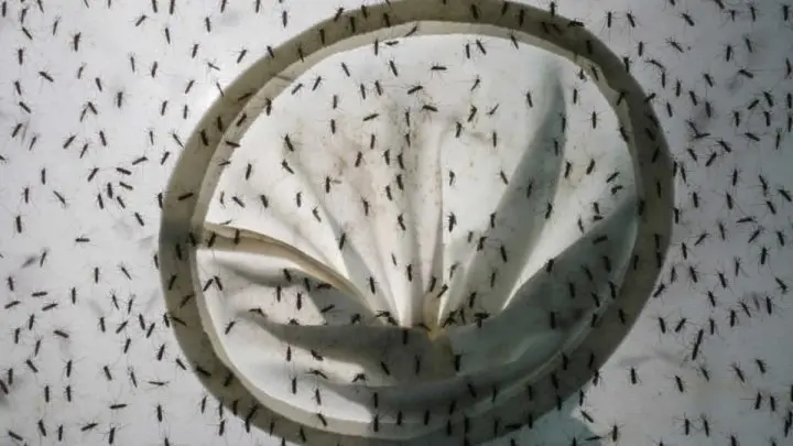 China reporta un caso de dengue y uno de peste bubónica en 24 horas