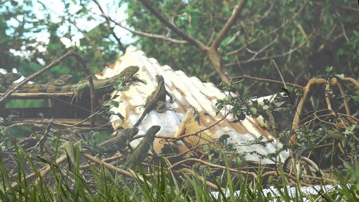 Iguanas en el campo tomando sol.