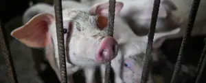 China asegura que gripe porcina no infecta ni enferma fácilmente a humanos
