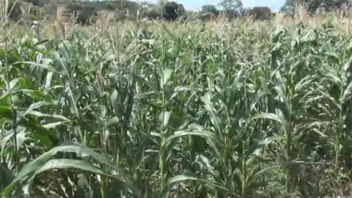 Productores desarrollan una agricultura sostenible en San Rafael del Sur