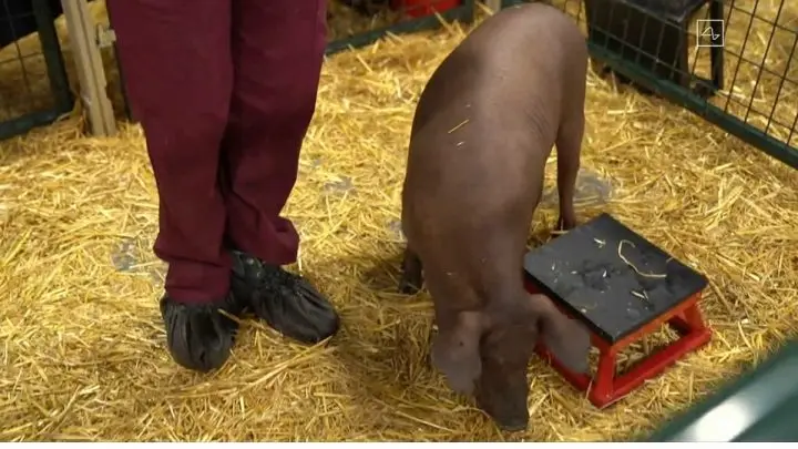 “Gertrude” el cerdo con un chip implantado en su cerebro.
