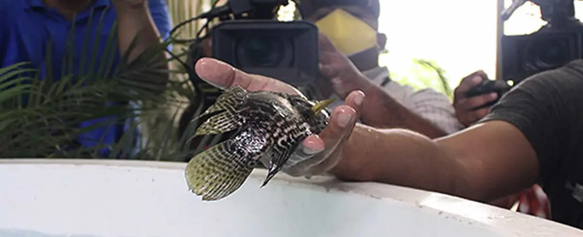 MINJUVE y Taiwán lanzan cursos sobre el cultivo de peces para emprendedores