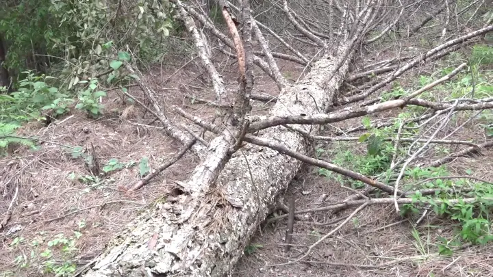 Especie de pino tecunumani.
