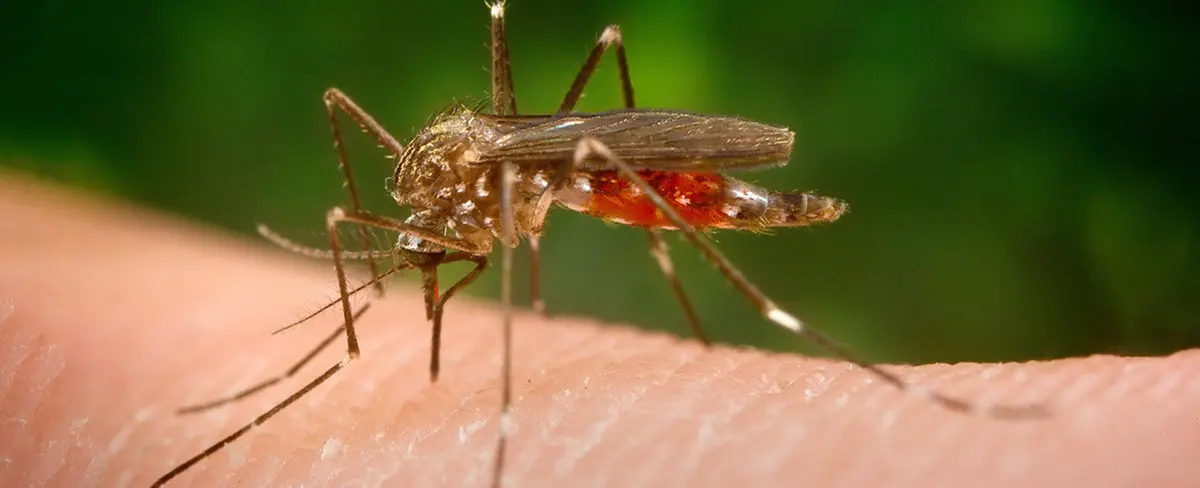 La sangre de un mosquito muerto ayuda a identificar a un ladrón en China