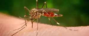 La sangre de un mosquito muerto ayuda a identificar a un ladrón en China