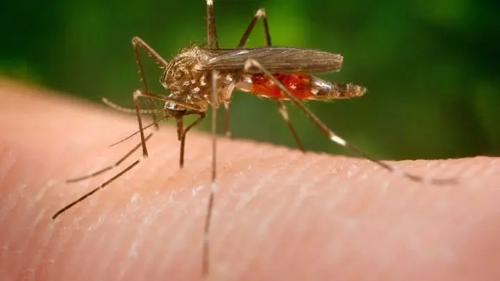 Ejemplar de Aedes japonicus