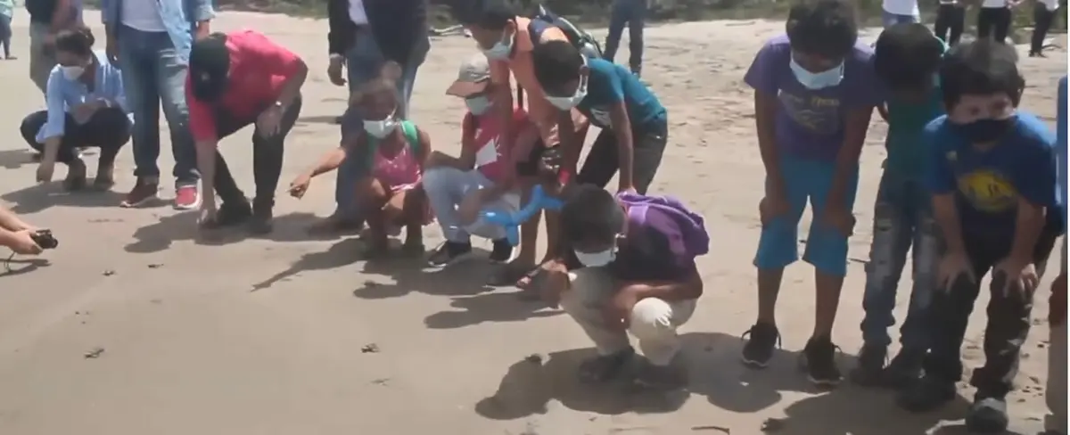 Por protección a la fauna marina liberan tortuguillos en Chacocente, Carazo