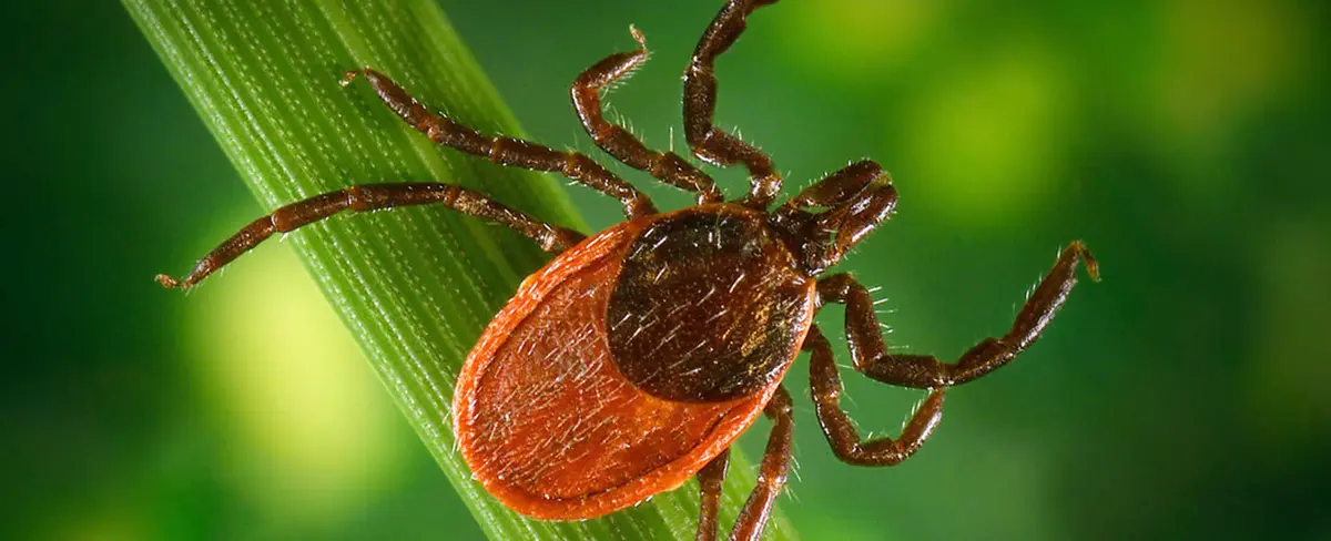 Atentos ante la babesiosis y encefalitis, raras enfermedades transmitidas por garrapatas