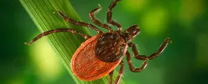 Atentos ante la babesiosis y encefalitis, raras enfermedades transmitidas por garrapatas