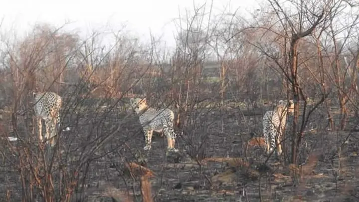 Animales silvestres que sobrevivieron al voraz incendio en Kenia