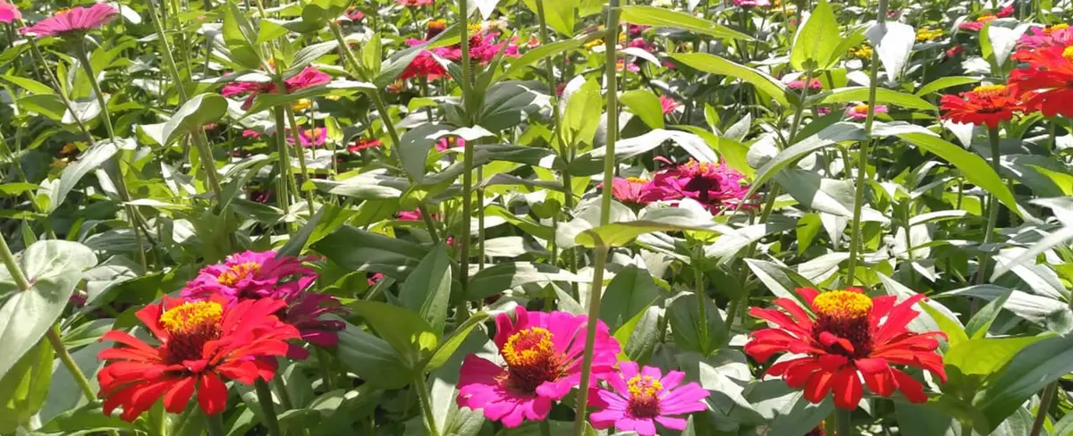 Floricultura es todo un emprendimiento en la comarca Los Cocos, Masaya