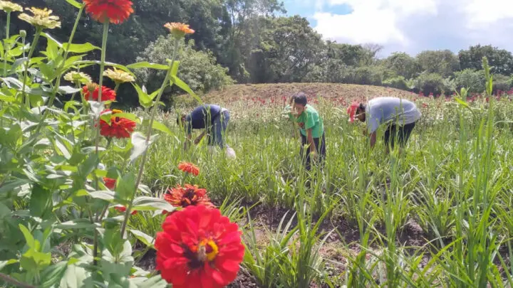 Don Jonny y su familia en el cultivo de flores.