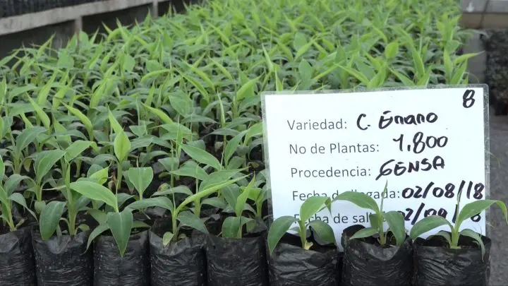 Productores conocen estrategias para mejorar producción de plátano